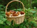 porcini (boletus edulis)  Ottimo commestibile