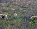 caribou (rangifer tarandus)