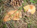 sanguinelli (lactarius sanguiflus) buon commestibile