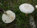 amanita vittadini (non commestibile)