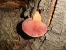 lingua di bue (fistulina hepatica) buon commestibile da crudo in carpaccio