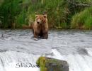 Grizzly (Ursus arctos horribils)