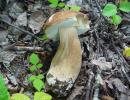 porcino (boletus aestivalis) ottimo commestibile