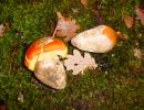 ovolo buono (amanita cesarea) eccellente commestibile crudo in carpaccio