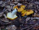 russula aurata (buon commestibile)