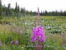 Epilobium angustifolium   Fiore simbolo dell'Alaska