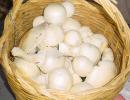 prataioli (agaricus aevensis)