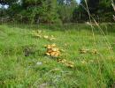 porcinelli (suillus granulatus) commestibili