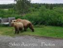 Orsi nei dintorni della base di partenza da Katmai