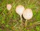 Mazze da tamburo (macrolepiota procera) buon commestibile